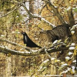 Vitra Eames House Bird, Noir -Magasin De Rénovation Domiciliaire 14Vitra iso