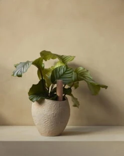 MENU Jardinière Plantas, 24 cm, Ivoire -Magasin De Rénovation Domiciliaire MENU Plantas Planter Hydrous Watering Stick