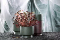 Rosendahl Pot De Fleurs, 15 cm, Vert -Magasin De Rénovation Domiciliaire ROS 20640 20621 20622 Flowerpots five one w plant