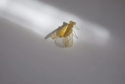 Fundamental Berlin Ornement Flatmates, Mouche, Laiton 10 Fundamental Berlin Ornement Flatmates, Mouche, Laiton -Magasin De Rénovation Domiciliaire fundamental20201431