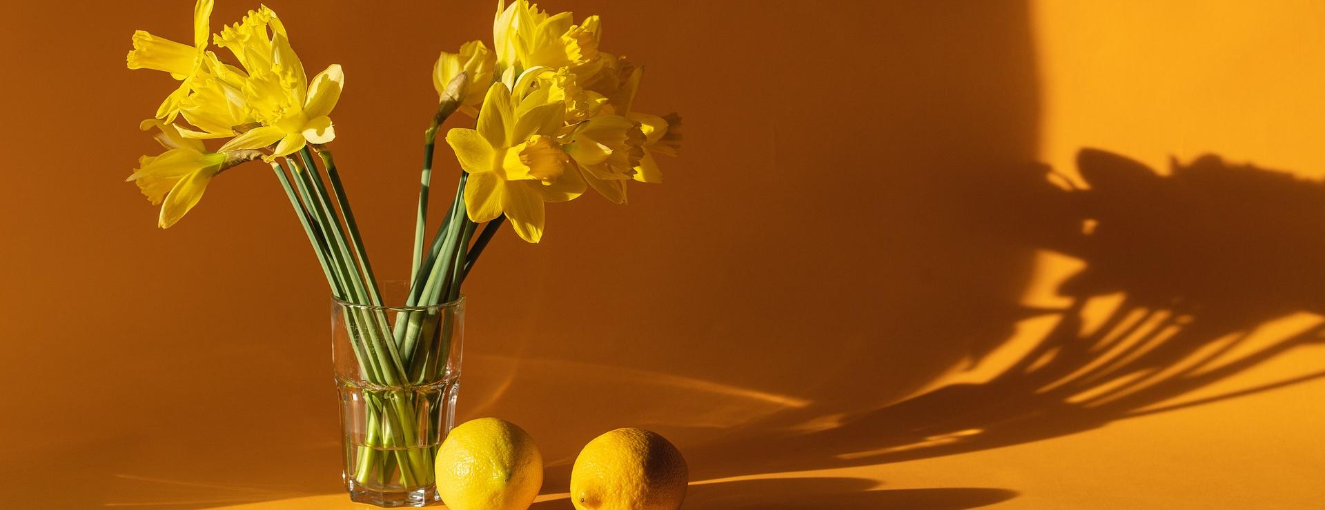 Magasin De Rénovation Domiciliaire 18 Magasin De Rénovation Domiciliaire -Magasin De Rénovation Domiciliaire daffodils 6523446 1920